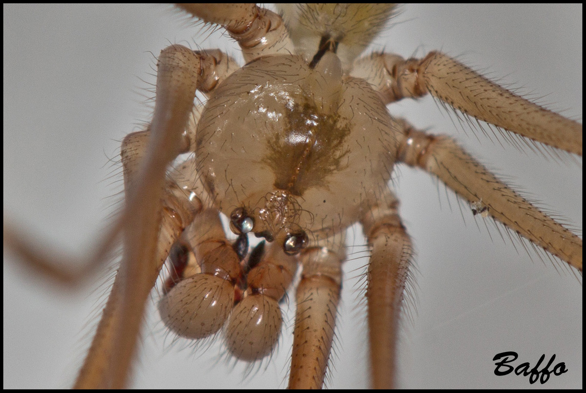 Pholcus phalangioides